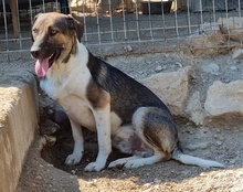 ROBI, Hund, Mischlingshund in Kroatien - Bild 14