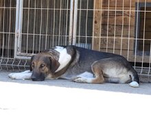 ROBI, Hund, Mischlingshund in Kroatien - Bild 15