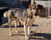 ROBI, Hund, Mischlingshund in Kroatien - Bild 18