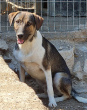 ROBI, Hund, Mischlingshund in Kroatien - Bild 19