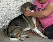 ROBI, Hund, Mischlingshund in Kroatien - Bild 27