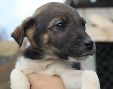ROBI, Hund, Mischlingshund in Kroatien - Bild 29