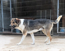 ROBI, Hund, Mischlingshund in Kroatien - Bild 3