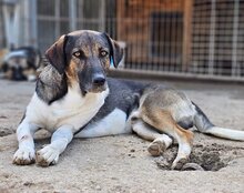 ROBI, Hund, Mischlingshund in Kroatien - Bild 4