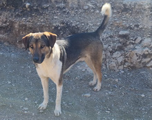 ROBI, Hund, Mischlingshund in Kroatien - Bild 9
