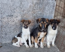FRODO, Hund, Mischlingshund in Kroatien