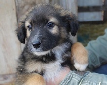 BOGO, Hund, Mischlingshund in Kroatien