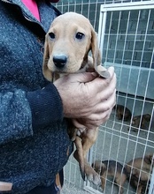 ROSY, Hund, Mischlingshund in Kroatien