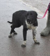 WENDELIN, Hund, Mischlingshund in Bulgarien - Bild 1