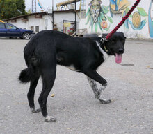 WENDELIN, Hund, Mischlingshund in Bulgarien - Bild 12