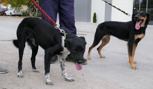 WENDELIN, Hund, Mischlingshund in Bulgarien - Bild 14