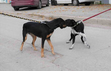 WENDELIN, Hund, Mischlingshund in Bulgarien - Bild 15