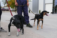 WENDELIN, Hund, Mischlingshund in Bulgarien - Bild 16