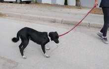 WENDELIN, Hund, Mischlingshund in Bulgarien - Bild 17