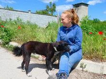 WENDELIN, Hund, Mischlingshund in Bulgarien - Bild 18