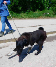 WENDELIN, Hund, Mischlingshund in Bulgarien - Bild 19