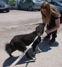 WENDELIN, Hund, Mischlingshund in Bulgarien - Bild 20