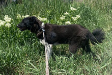 WENDELIN, Hund, Mischlingshund in Bulgarien - Bild 22