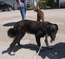 WENDELIN, Hund, Mischlingshund in Bulgarien - Bild 23