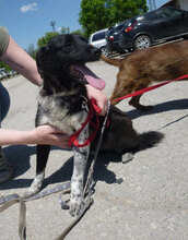WENDELIN, Hund, Mischlingshund in Bulgarien - Bild 24