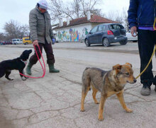 WENDELIN, Hund, Mischlingshund in Bulgarien - Bild 25