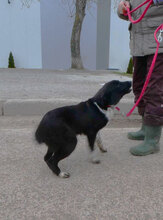 WENDELIN, Hund, Mischlingshund in Bulgarien - Bild 26