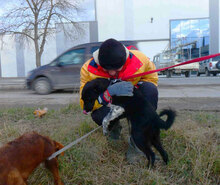 WENDELIN, Hund, Mischlingshund in Bulgarien - Bild 28