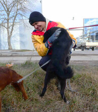 WENDELIN, Hund, Mischlingshund in Bulgarien - Bild 29