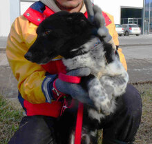 WENDELIN, Hund, Mischlingshund in Bulgarien - Bild 30