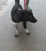 WENDELIN, Hund, Mischlingshund in Bulgarien - Bild 5