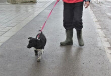 WENDELIN, Hund, Mischlingshund in Bulgarien - Bild 6