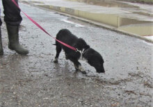 WENDELIN, Hund, Mischlingshund in Bulgarien - Bild 7