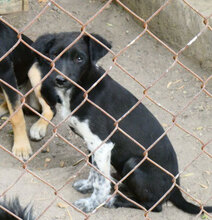 WENDELIN, Hund, Mischlingshund in Bulgarien - Bild 9