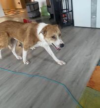OKA, Hund, Mischlingshund in Rumänien - Bild 4