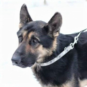 LUCKY, Hund, Deutscher Schäferhund in Slowakische Republik - Bild 1