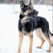 LUCKY, Hund, Deutscher Schäferhund in Slowakische Republik - Bild 2