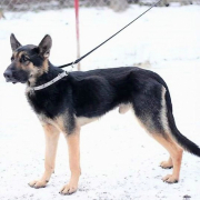 LUCKY, Hund, Deutscher Schäferhund in Slowakische Republik - Bild 3