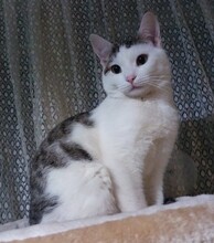 JERRY, Katze, Europäisch Kurzhaar in Bulgarien - Bild 3