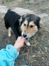 TESSIE, Hund, Mischlingshund in Rumänien - Bild 6