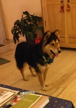 TESSIE, Hund, Schäferhund-Husky-Mix in Rumänien