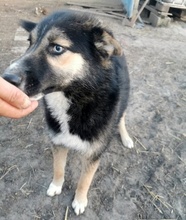 TWYLA, Hund, Mischlingshund in Rumänien - Bild 2