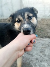 TWYLA, Hund, Mischlingshund in Rumänien - Bild 3