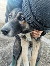 TWYLA, Hund, Mischlingshund in Rumänien - Bild 5