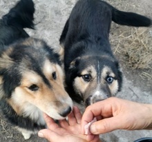 TWYLA, Hund, Mischlingshund in Rumänien - Bild 6
