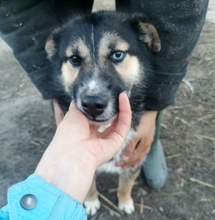 TWYLA, Hund, Schäferhund-Husky-Mix in Rumänien