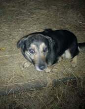 CELINE, Hund, Mischlingshund in Rumänien
