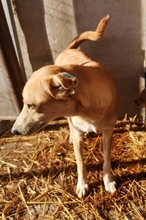 HALIMA, Hund, Mischlingshund in Rumänien