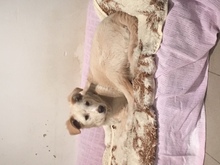 NOSHI, Hund, Mischlingshund in Ungarn - Bild 3