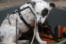 MISA, Hund, Mischlingshund in Marsberg - Bild 10