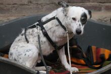 MISA, Hund, Mischlingshund in Marsberg - Bild 2